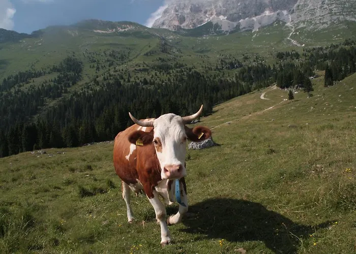 Forellenhof בית הארחה